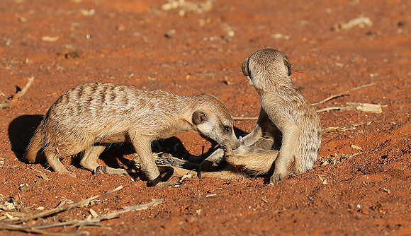 At Tswalu - private game reserve