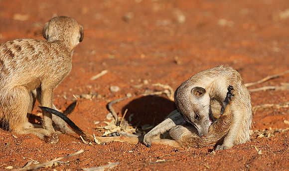 At Tswalu - private game reserve