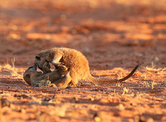 At Tswalu - private game reserve
