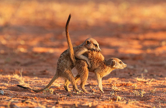 At Tswalu - private game reserve