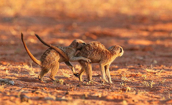 At Tswalu - private game reserve