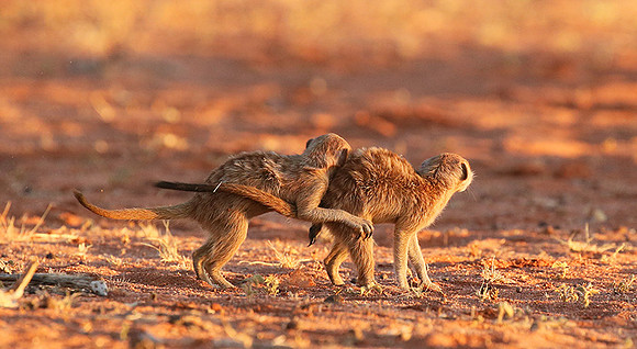 At Tswalu - private game reserve