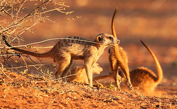 At Tswalu - private game reserve