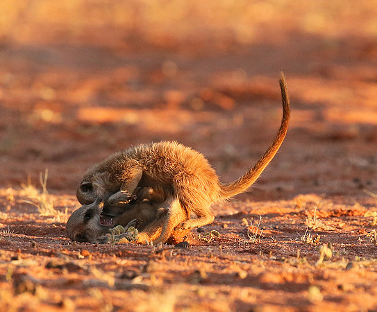 At Tswalu - private game reserve