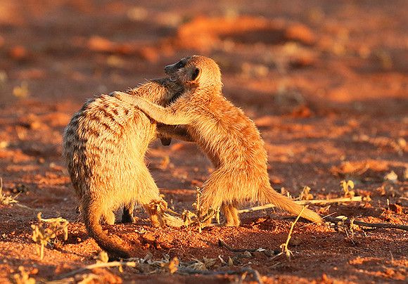 At Tswalu - private game reserve
