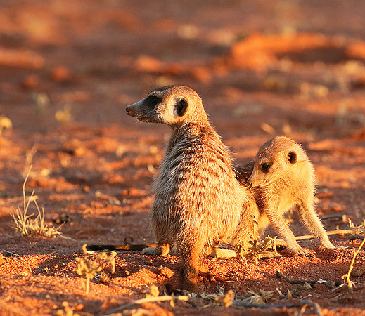 At Tswalu - private game reserve