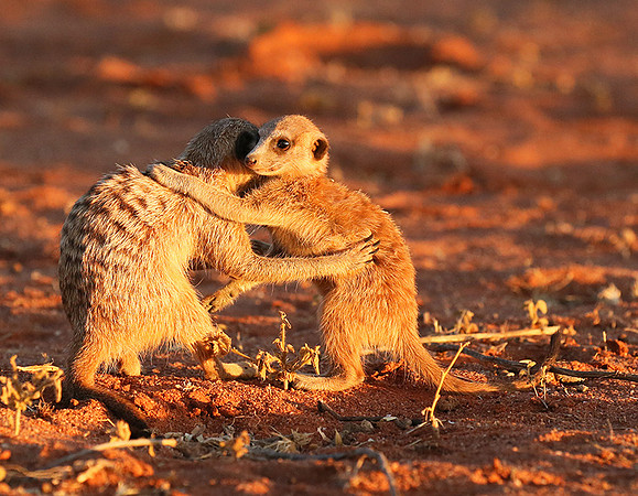 At Tswalu - private game reserve