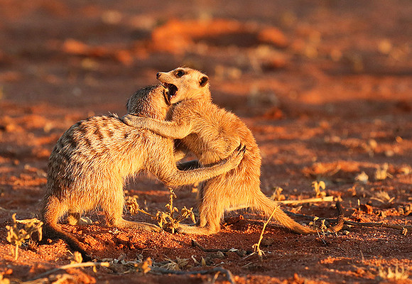 At Tswalu - private game reserve