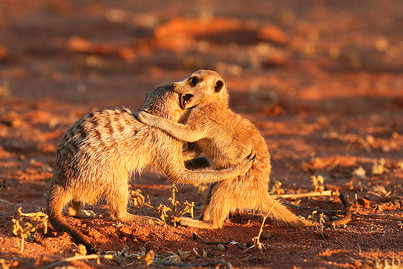 At Tswalu - private game reserve