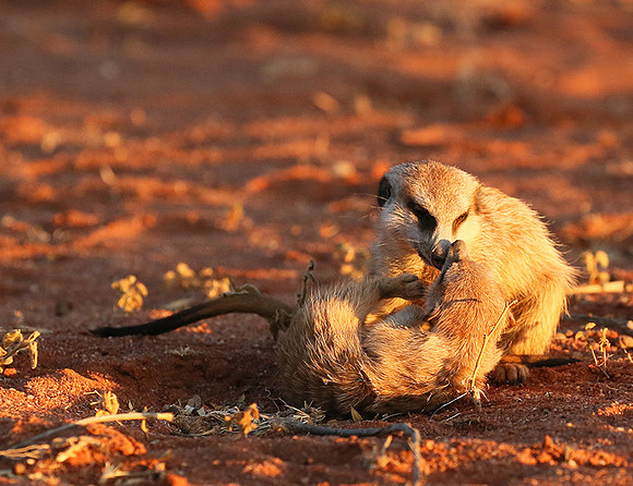 At Tswalu - private game reserve
