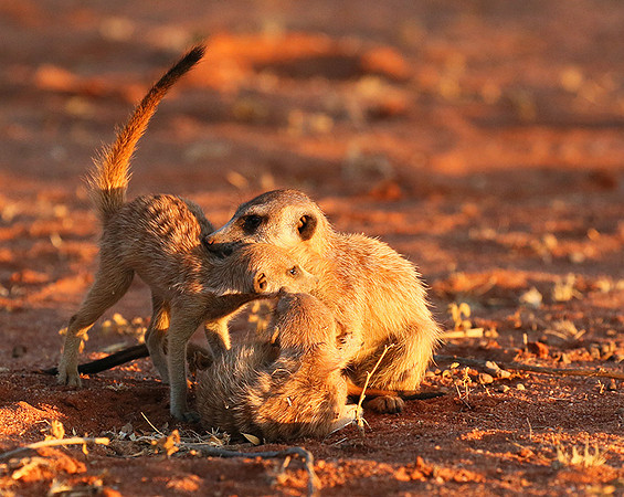 At Tswalu - private game reserve