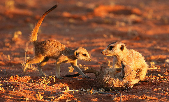 At Tswalu - private game reserve