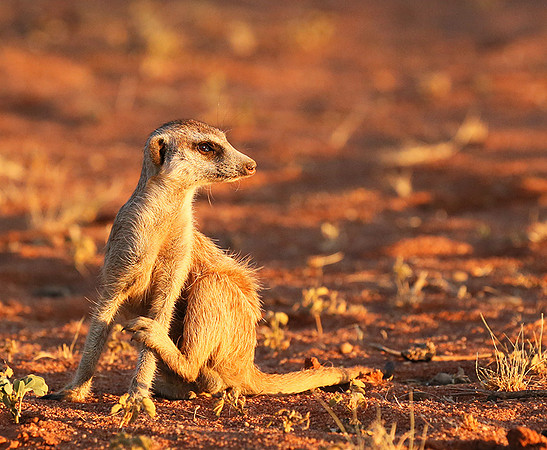 At Tswalu - private game reserve