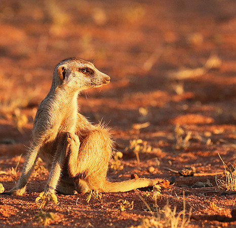 At Tswalu - private game reserve