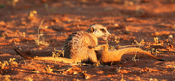 At Tswalu - private game reserve