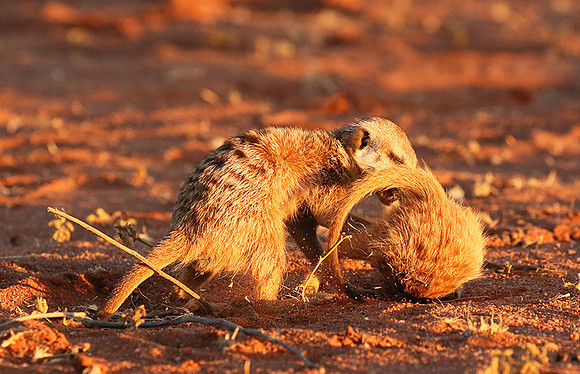 At Tswalu - private game reserve