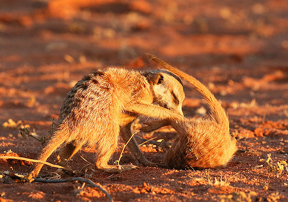 At Tswalu - private game reserve