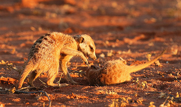 At Tswalu - private game reserve
