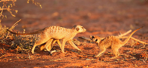 At Tswalu - private game reserve