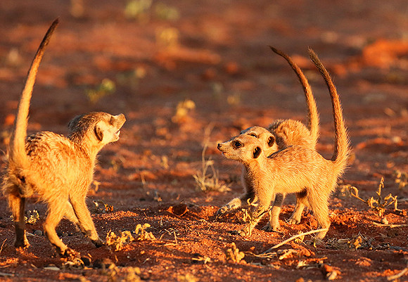 At Tswalu - private game reserve