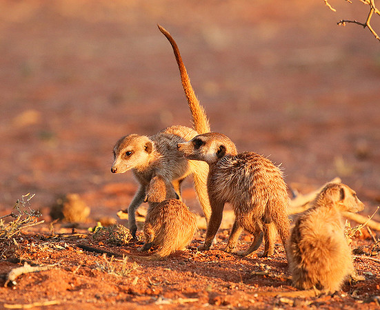 At Tswalu - private game reserve