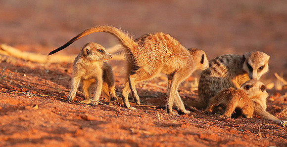 At Tswalu - private game reserve