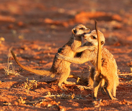 At Tswalu - private game reserve