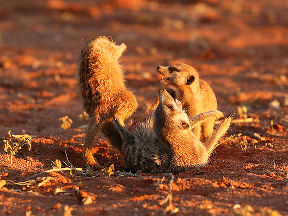 At Tswalu - private game reserve