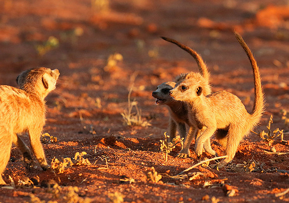 At Tswalu - private game reserve