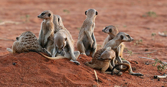 At Tswalu - private game reserve