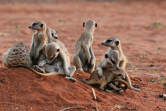 At Tswalu - private game reserve