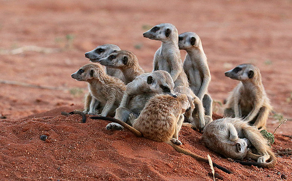 At Tswalu - private game reserve