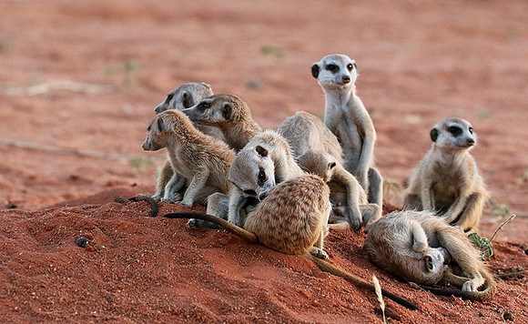 At Tswalu - private game reserve