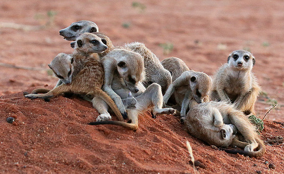 At Tswalu - private game reserve