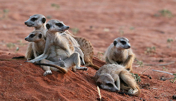 At Tswalu - private game reserve