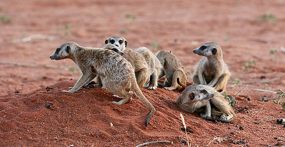 At Tswalu - private game reserve