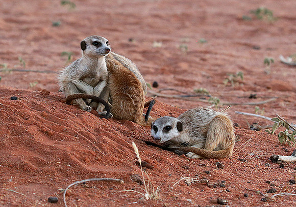 At Tswalu - private game reserve