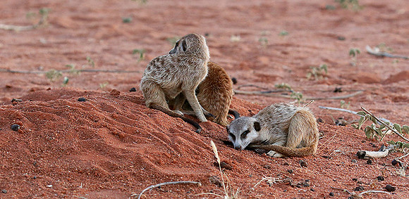 At Tswalu - private game reserve