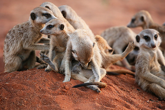 At Tswalu - private game reserve