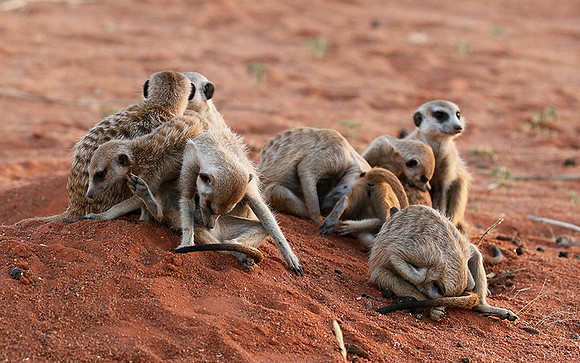 At Tswalu - private game reserve