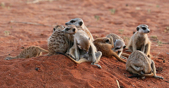 At Tswalu - private game reserve