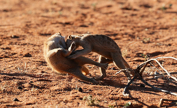 At Tswalu - private game reserve