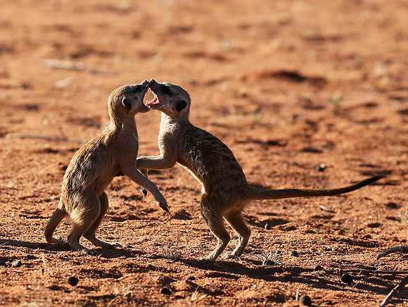 At Tswalu - private game reserve
