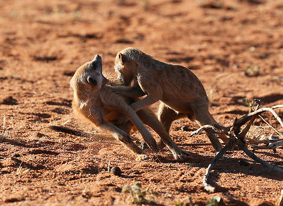 At Tswalu - private game reserve