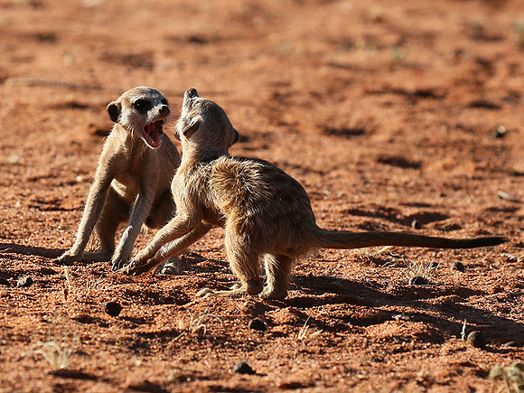 At Tswalu - private game reserve