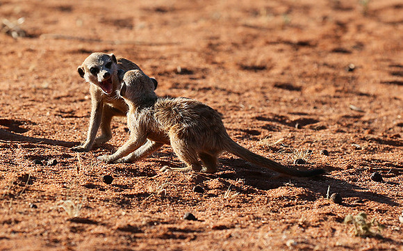 At Tswalu - private game reserve
