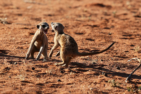 At Tswalu - private game reserve