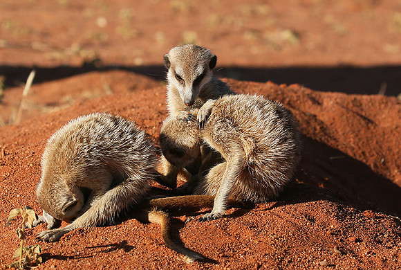 At Tswalu - private game reserve