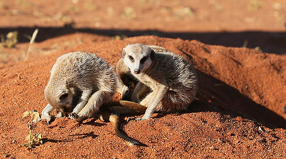 At Tswalu - private game reserve