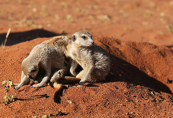 At Tswalu - private game reserve